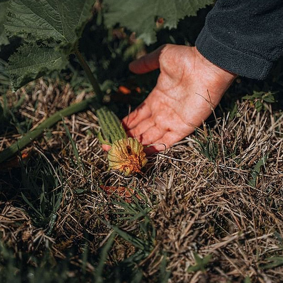 Ayote tierno de la huerta de Al Mercat.