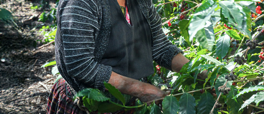 Bella_Vista_3_Guatemala