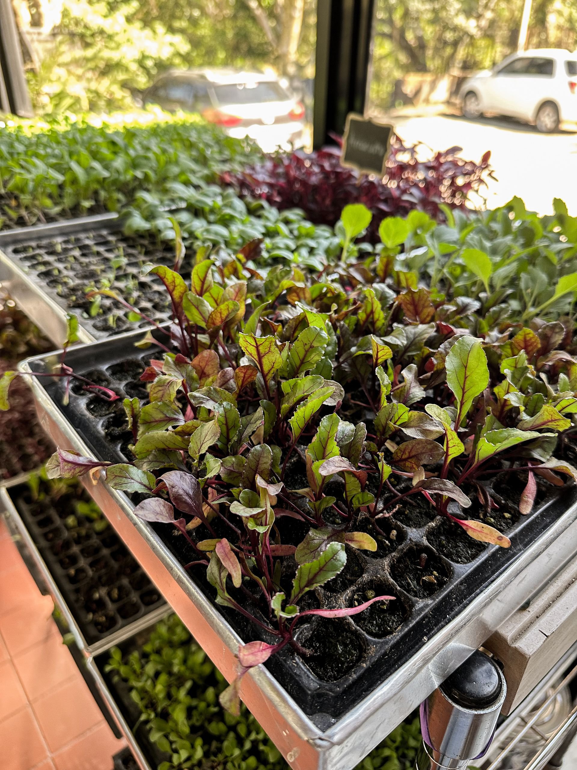 Huertito de Microgreens
