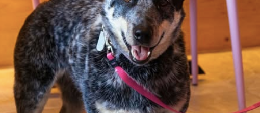 Dulce_4_Rosita_Guatemala