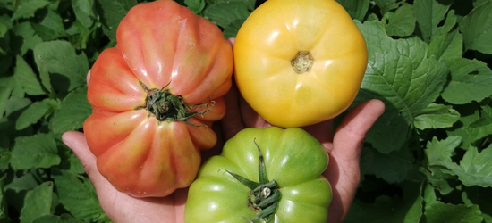 Enverdece_06_Guatemala