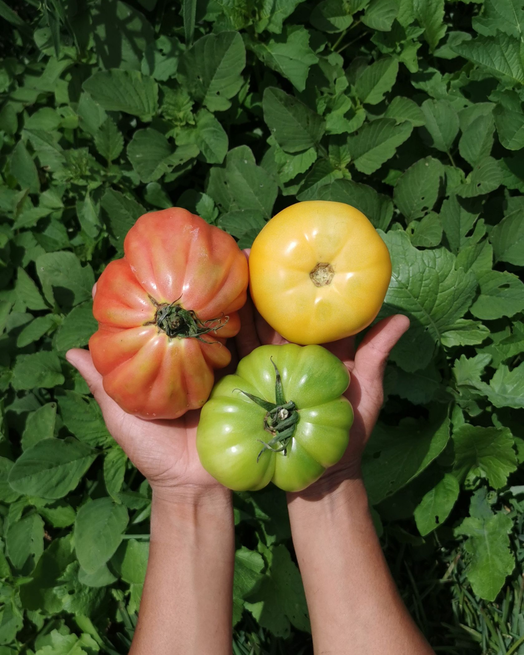 Tomate Heirloom de Enverdece