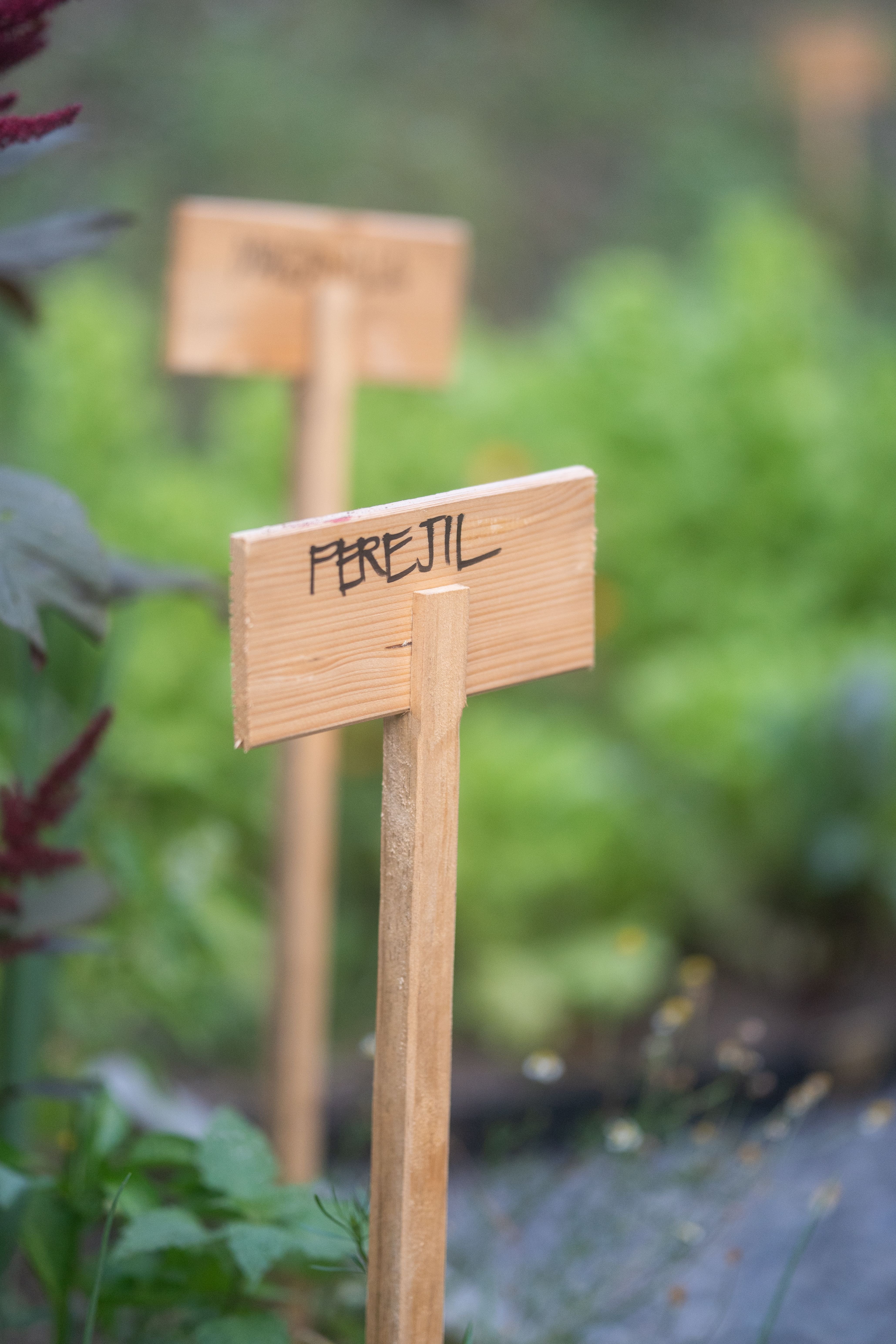 Cultivos en Finca Sylvestris