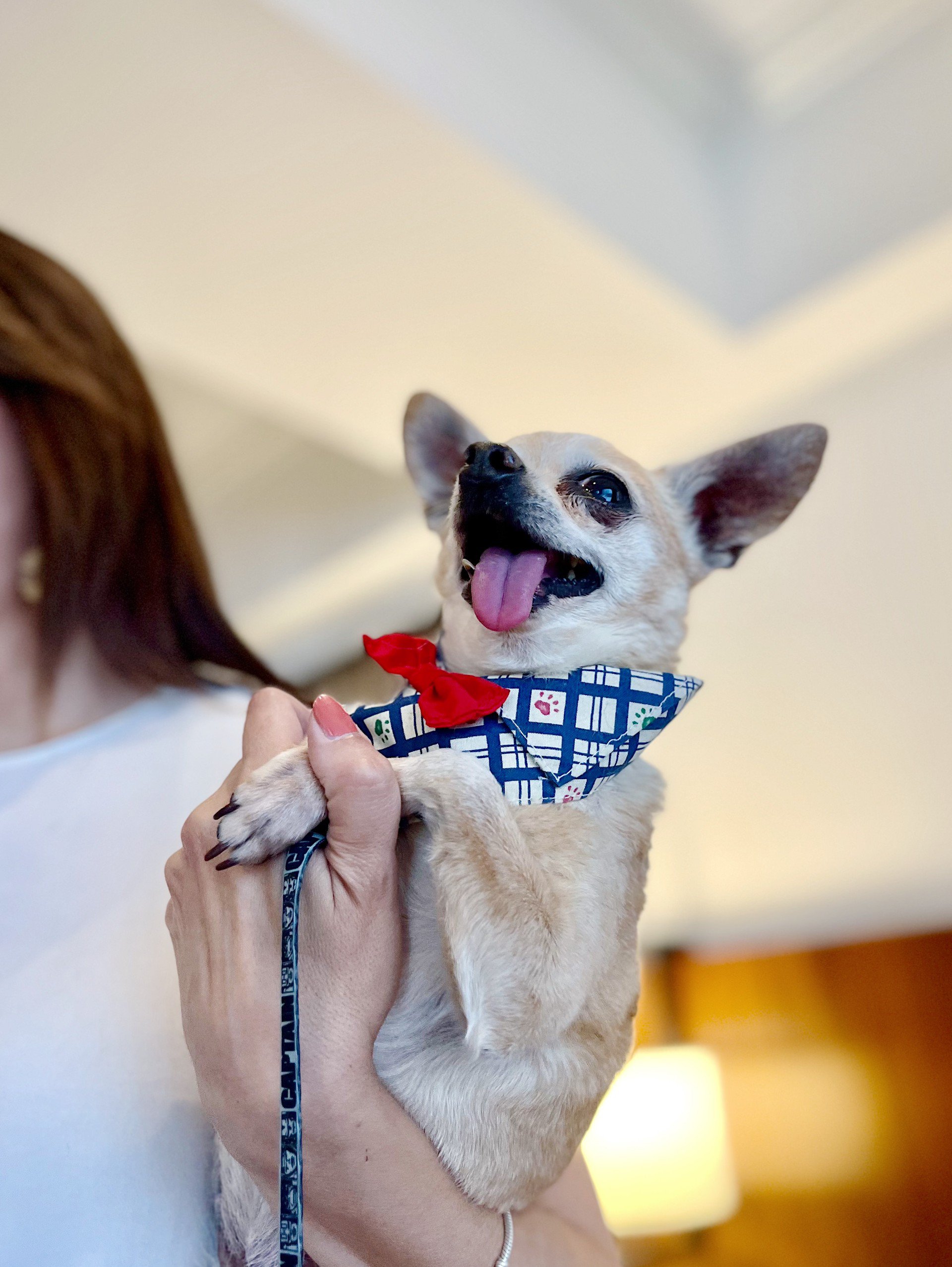 Hotel_Intercontinental_Pet_Friendly_Guatemala