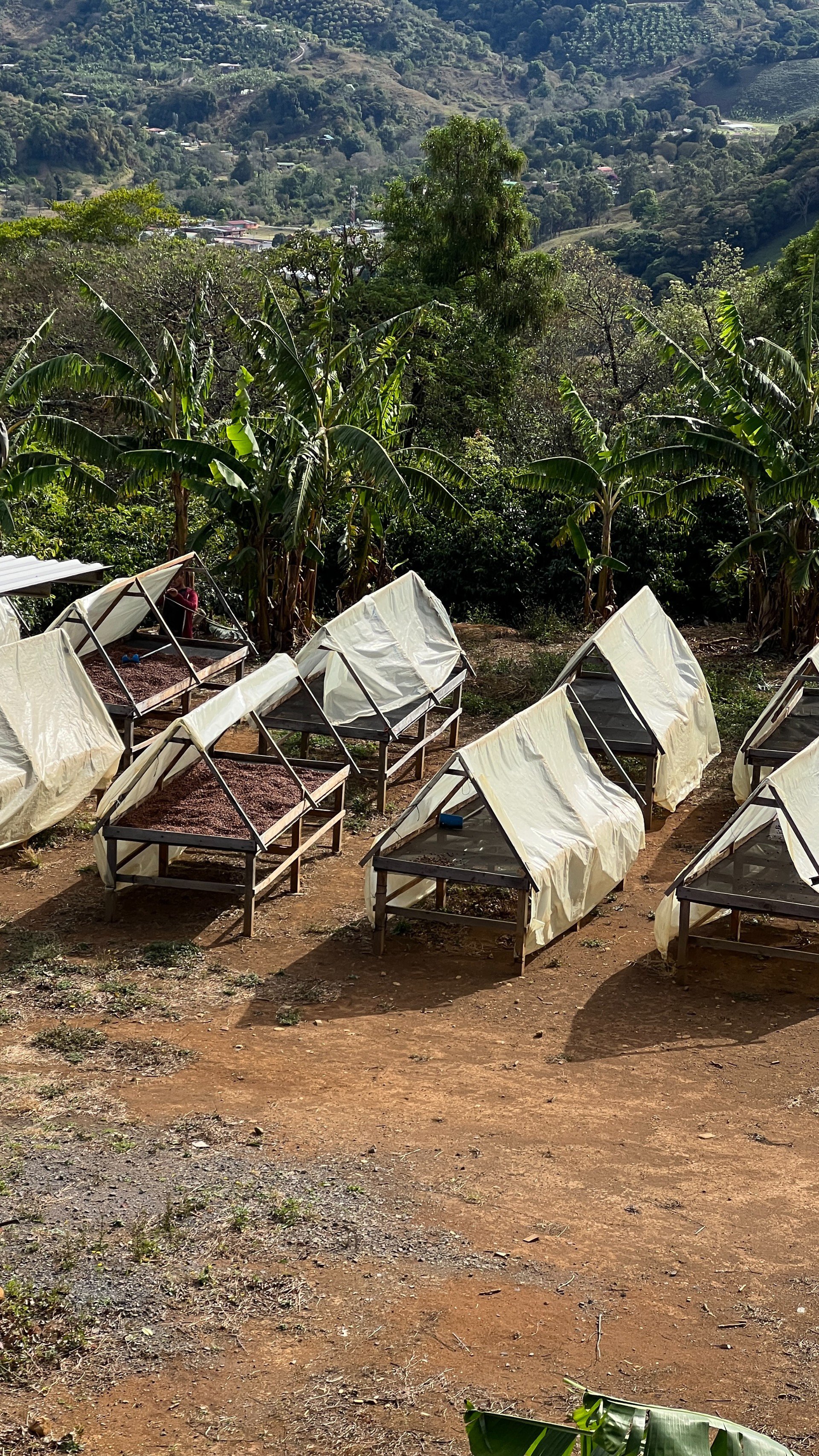 Lissa_Al_Mercat_Costa_Rica_Guatemala