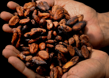 Kakaw_Guatemala