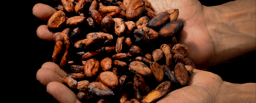 Kakaw_Guatemala