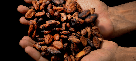Kakaw_Guatemala