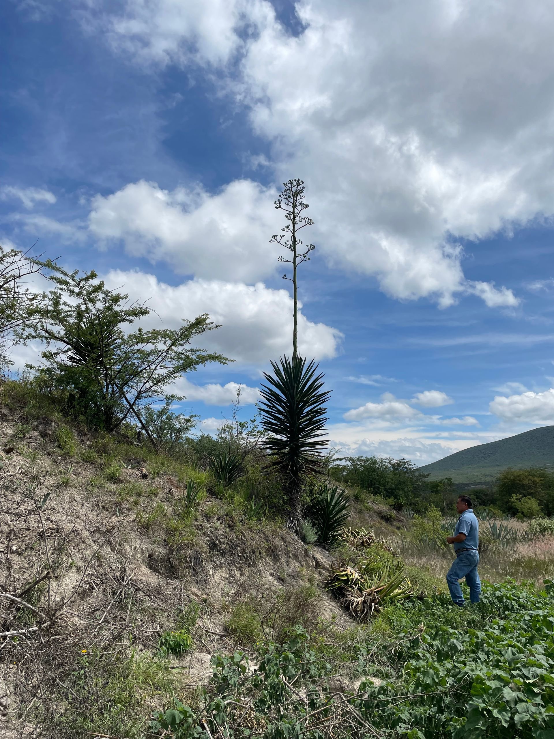 Mezcal_2_Beatriz_Maida_El_Salvador_Guatemala