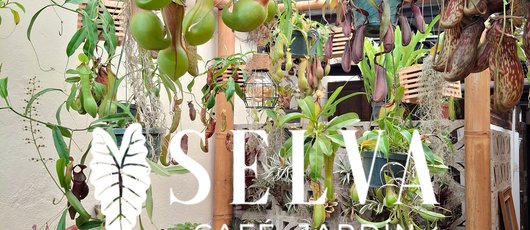 Selva_Cafe_3_Guatemala